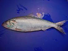 Hickory shad httpsuploadwikimediaorgwikipediacommonsthu