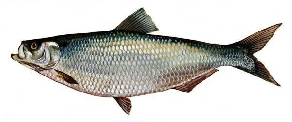 Hickory shad SCDNR Fish Species Hickory shad