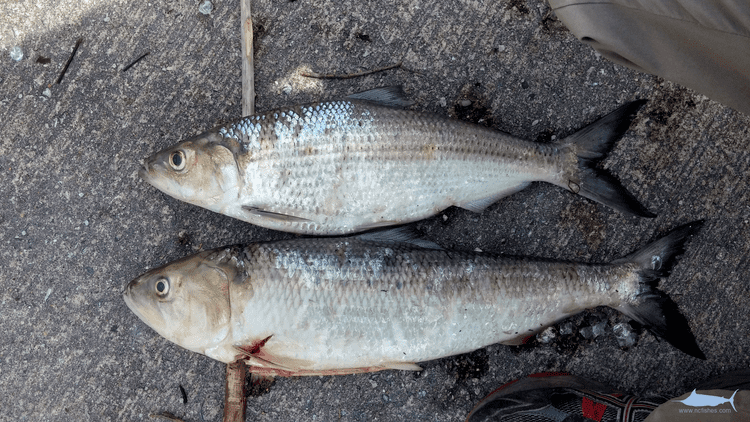 Hickory shad Shad Identification Fishes of North Carolina