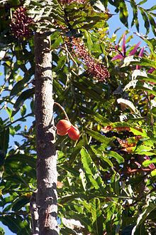 Hicksbeachia pinnatifolia httpsuploadwikimediaorgwikipediacommonsthu