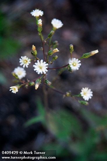 Hieracium albiflorum Hieracium albiflorum whiteflowered hawkweed Wildflowers of the