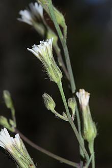 Hieracium albiflorum httpsuploadwikimediaorgwikipediacommonsthu