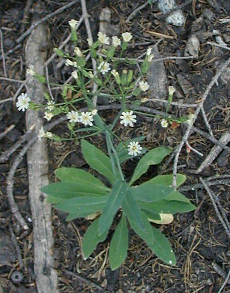 Hieracium albiflorum CalPhotos Hieracium albiflorum Whiteflowered Hawkweed