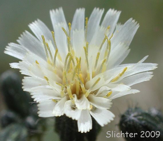 Hieracium albiflorum White Hawkweed Whiteflowered Hawkweed Hieracium albiflorum