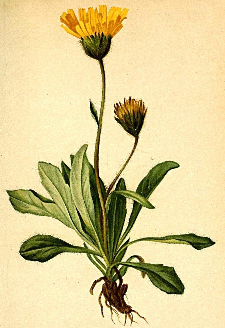 Hieracium alpinum Hieracium alpinum Wikiwand