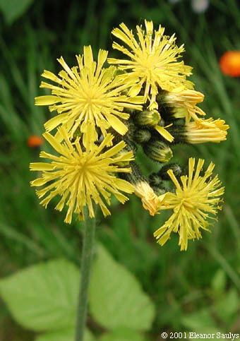 Hieracium caespitosum Hieracium caespitosum