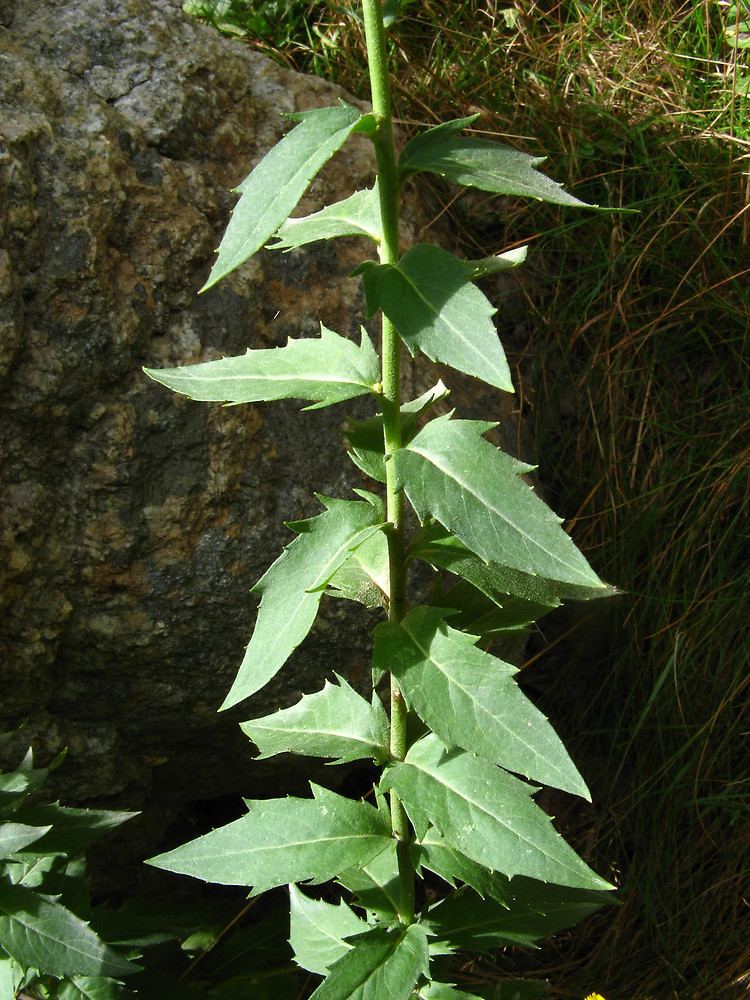 Hieracium canadense Hieracium kalmii Canada hawkweed Go Botany