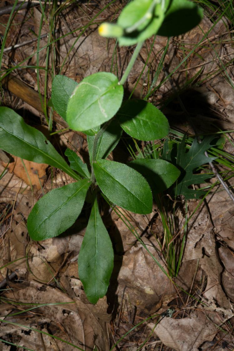 Hieracium gronovii wwwflorafindercomLargePhotosD8Hieraciumgrono