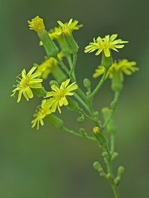 Hieracium gronovii Digital Atlas of the Virginia Flora Hieracium gronovii L