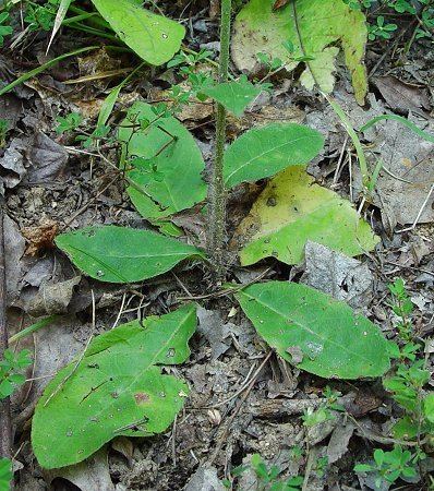 Hieracium gronovii Hieraceum gronovii page