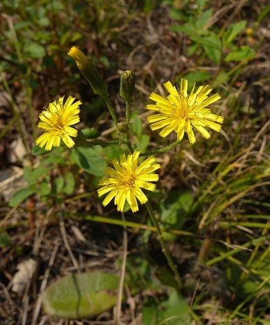 Hieracium gronovii Gronovius39 Hawkweed Hieracium gronovii