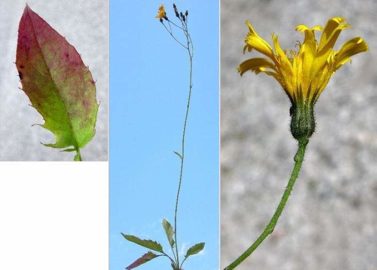 Hieracium lachenalii Hieracium lachenalii Specie della flora italiana