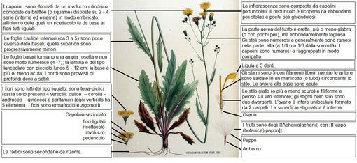 Hieracium lachenalii httpsuploadwikimediaorgwikipediaitthumbc