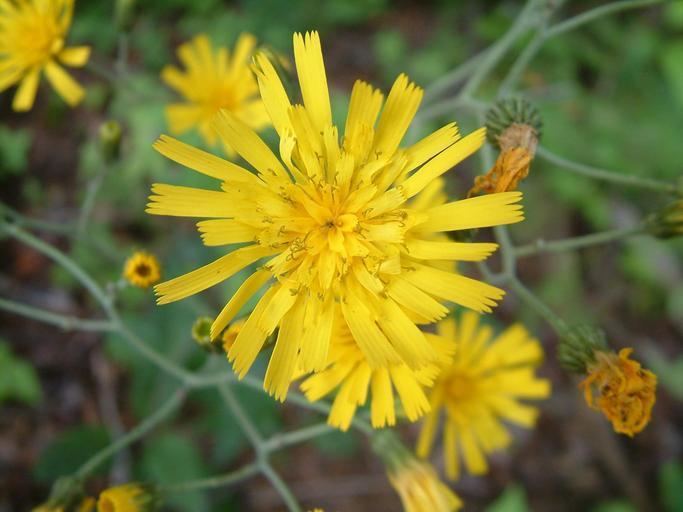 Hieracium lachenalii CalPhotos Hieracium lachenalii