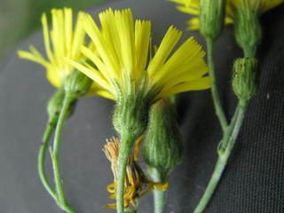 Hieracium lachenalii Hieracium lachenalii Hiercium vulgatum Discover Life