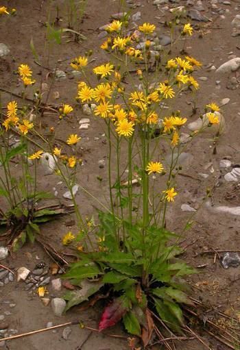 Hieracium lachenalii WTU Herbarium Image Collection Burke Museum