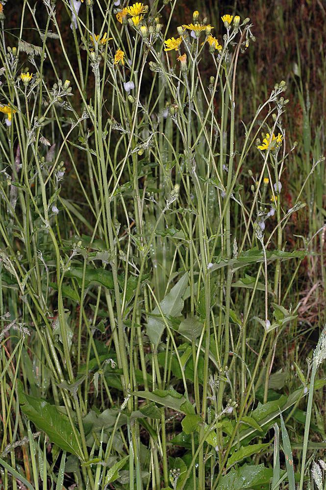 Hieracium lachenalii Hieracium lachenalii common hawkweed Go Botany