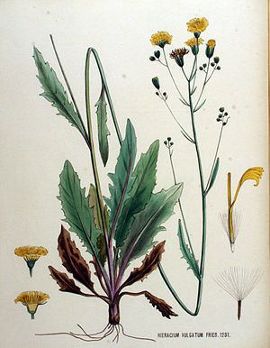 Hieracium lachenalii Gewhnliches Habichtskraut Wikipedia