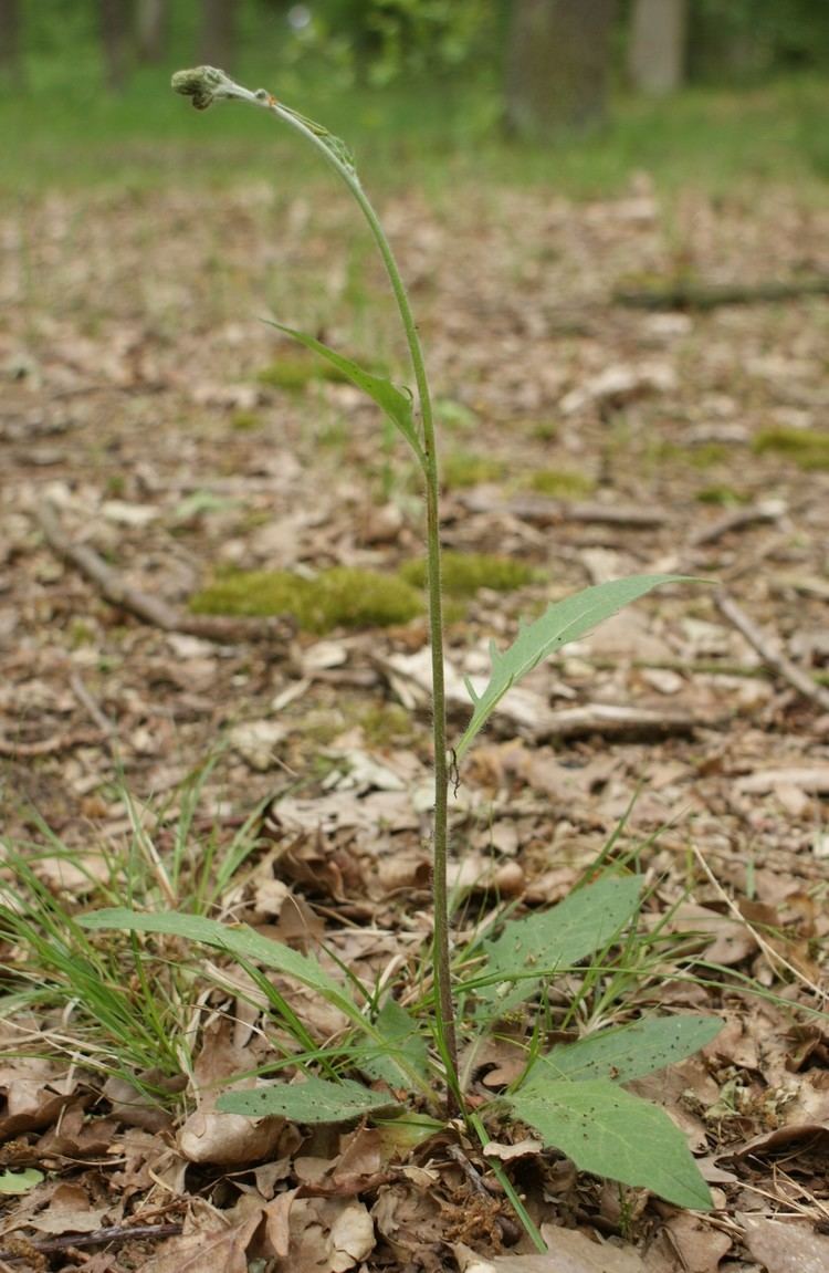 Hieracium lachenalii FileHieracium lachenalii kz1jpg Wikimedia Commons