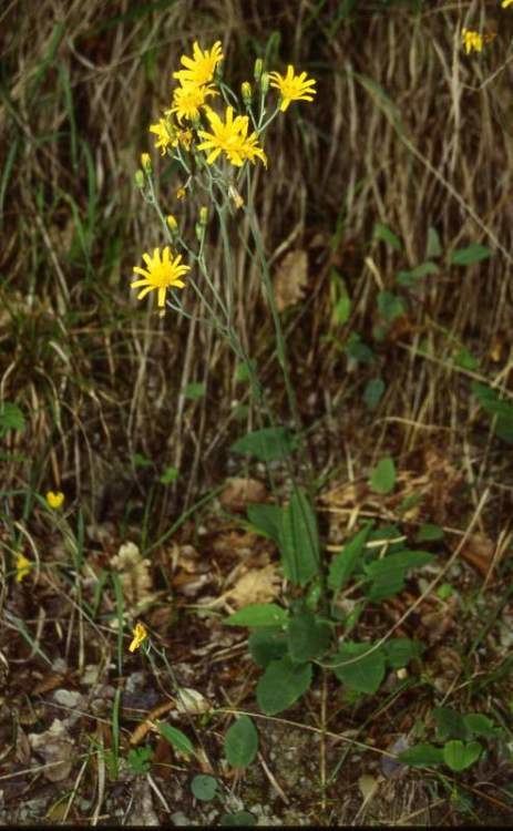 Hieracium lachenalii Hieracium lachenalii Specie della flora italiana