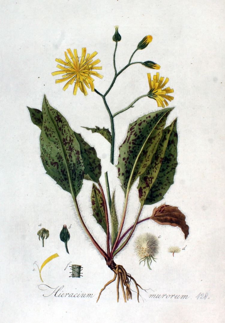 Hieracium murorum FileHieracium murorum Flora Batava Volume v2jpg Wikimedia
