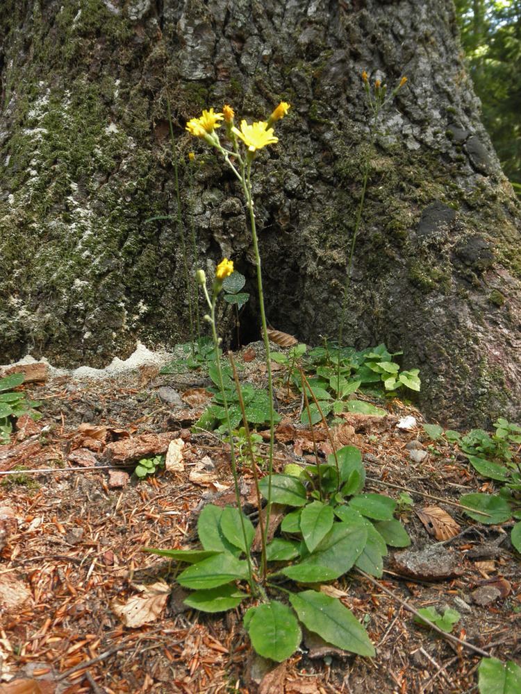 Hieracium murorum Hieracium murorum Asteraceae image 53979 at PhytoImagessiuedu