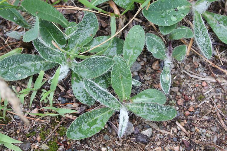 Hieracium pilosella Hieracium pilosella mouseear hawkweed Go Botany