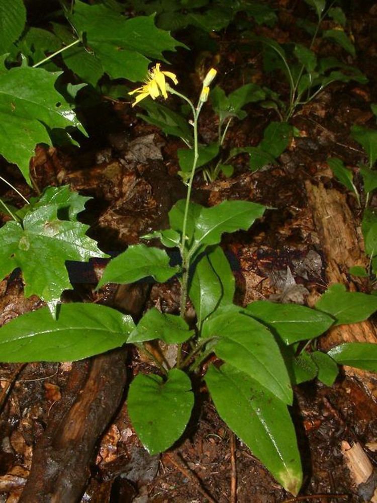 Hieracium scabrum Hieracium scabrum rough hawkweed Go Botany