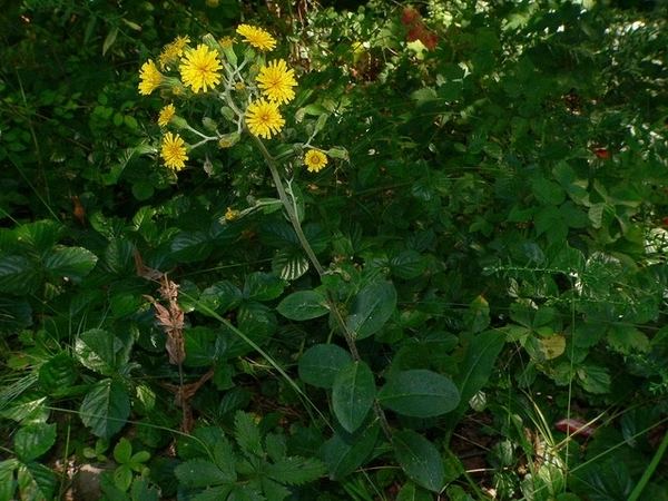 Hieracium scabrum scabrum