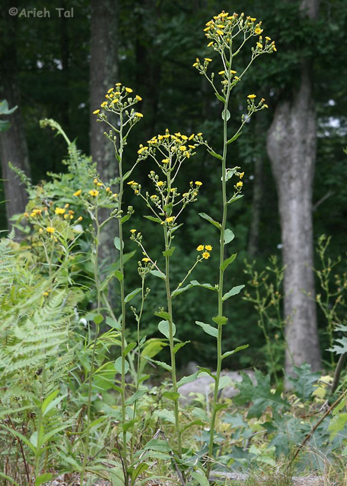 Hieracium scabrum Hieracium scabrum rough hawkweed Go Botany