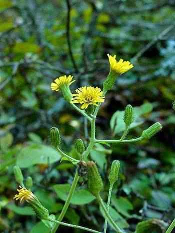 Hieracium scabrum Hieracium scabrum