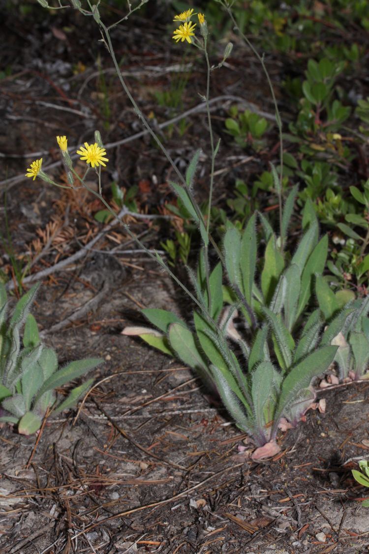 Hieracium scouleri FileHieracium scouleri 7311JPG Wikimedia Commons