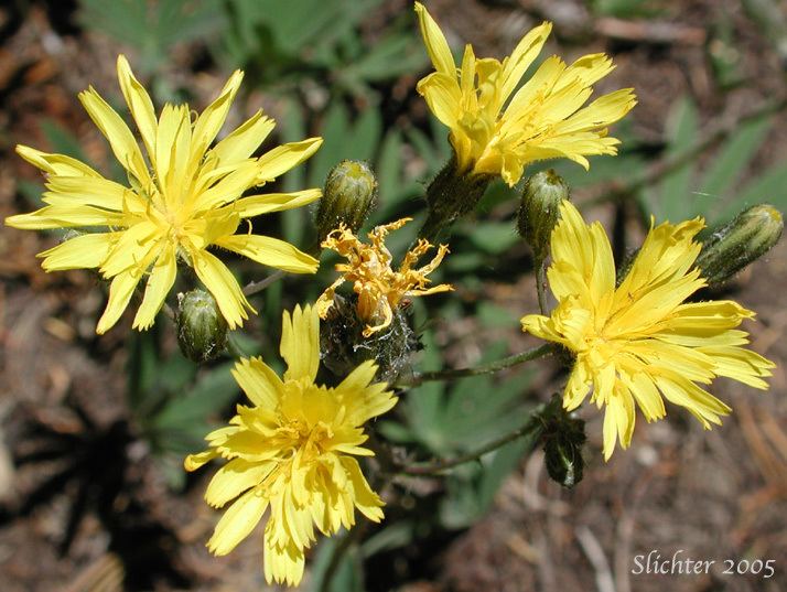 Hieracium scouleri Scouler39s Hawkweed Woolly Weed Scouler39s Woollyweed Hound Tongue