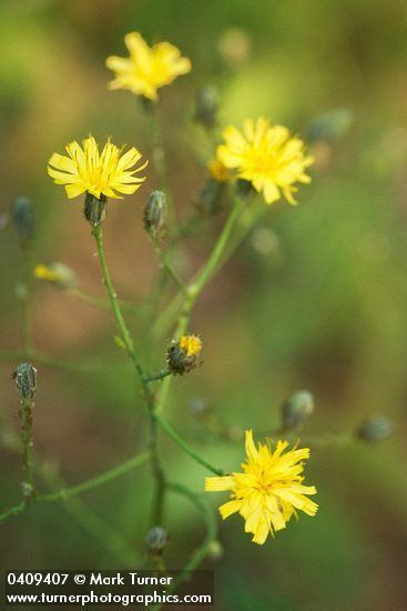 Hieracium scouleri Hieracium scouleri Scouler39s hawkweed Wildflowers of the Pacific