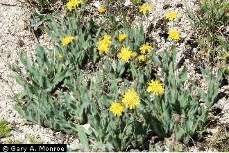 Hieracium scouleri Plants Profile for Hieracium scouleri Scouler39s woollyweed