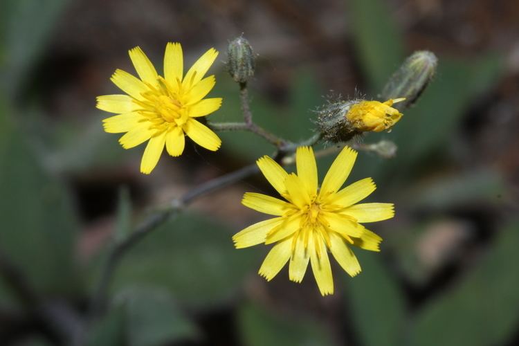 Hieracium scouleri FileHieracium scouleri 7307JPG Wikimedia Commons