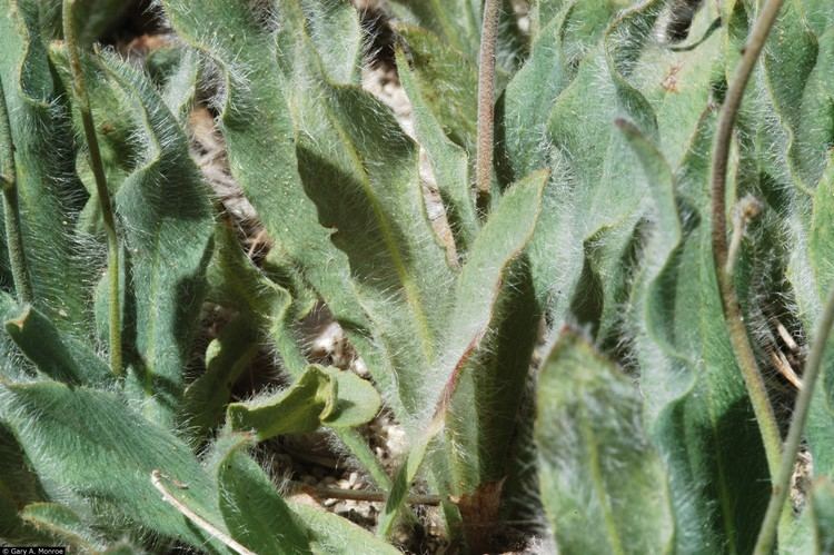 Hieracium scouleri Plants Profile for Hieracium scouleri Scouler39s woollyweed