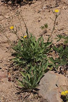 Hieracium scouleri httpsuploadwikimediaorgwikipediacommonsthu