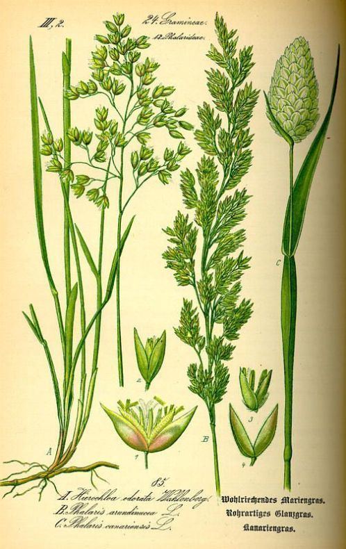 Hierochloe manna grass 146613 English common name Hierochloe odorata
