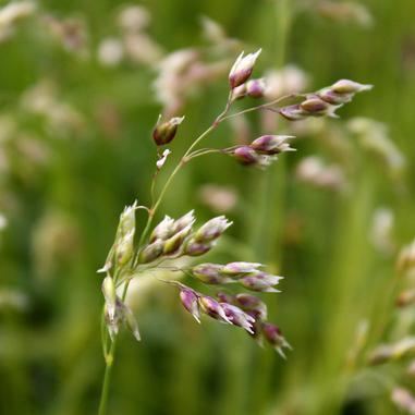 Hierochloe Hierochloe odorata Sweet Grass from Natural Garden Natives