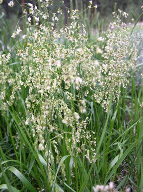 Hierochloe odorata sweetgrass Hierochloe odorata Blackfoot Native Plants