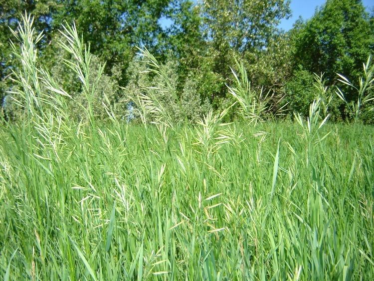 Hierochloe odorata Benefits Of Sweet Grass Hierochloe Odorata For Health Tips