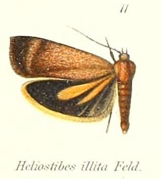 Hierodoris illita