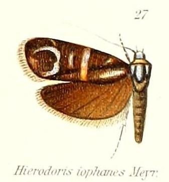 Hierodoris iophanes