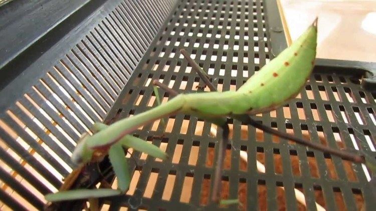 Hierodula grandis Indian giant mantis Hierodula grandis feeding 3 YouTube