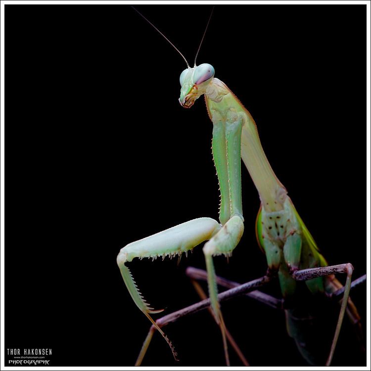 Hierodula grandis Hierodula grandis Giant Indian Mantis Shot with Sony A7R Flickr