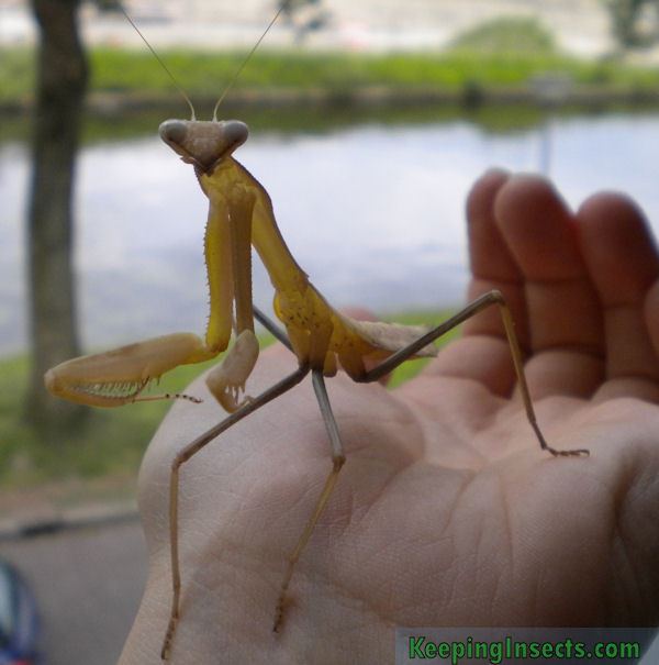 Hierodula membranacea Giant Asian Mantis Hierodula membranacea Keeping Insects