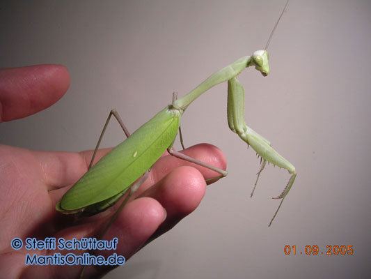 Hierodula membranacea wwwmantisonlineinfopicsspeciesmantidshierodu