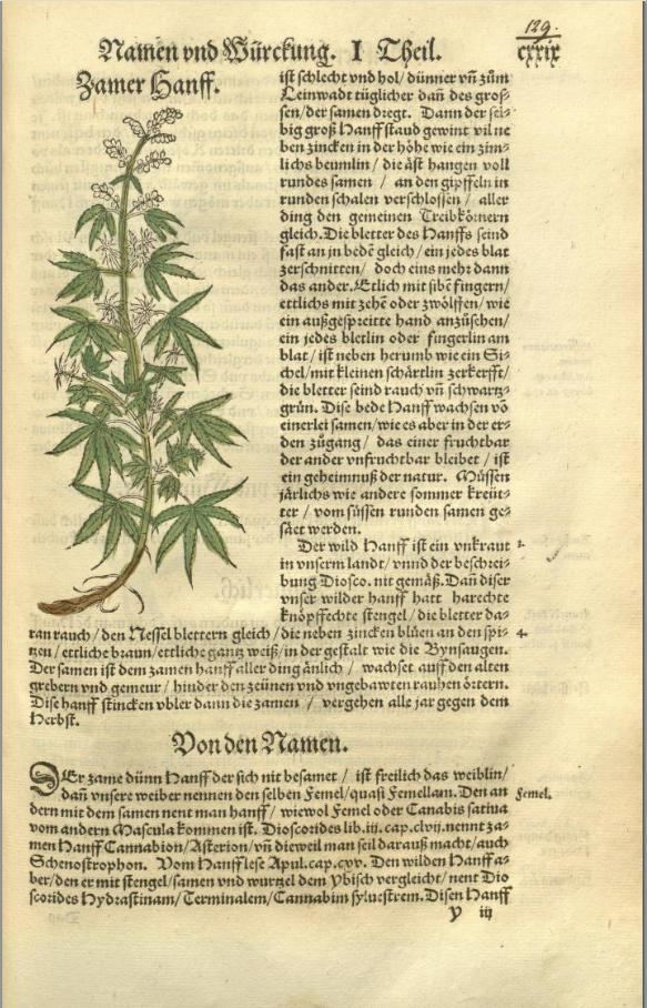 Hieronymus Bock Kreuterbuch Hieronymus Bock 1539 Herb Museum