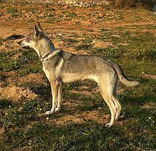 Hierran Wolfdog httpsuploadwikimediaorgwikipediacommonsthu